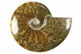 Polished Cretaceous Ammonite (Cleoniceras) Fossil - Madagascar #303948-1